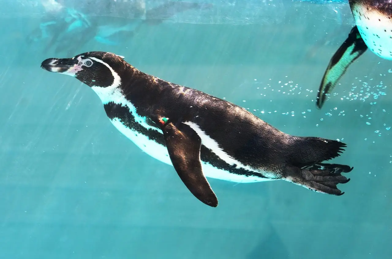 Pudgy Penguins owner is shutting down its own blockchain Abstract - Startup Fortune