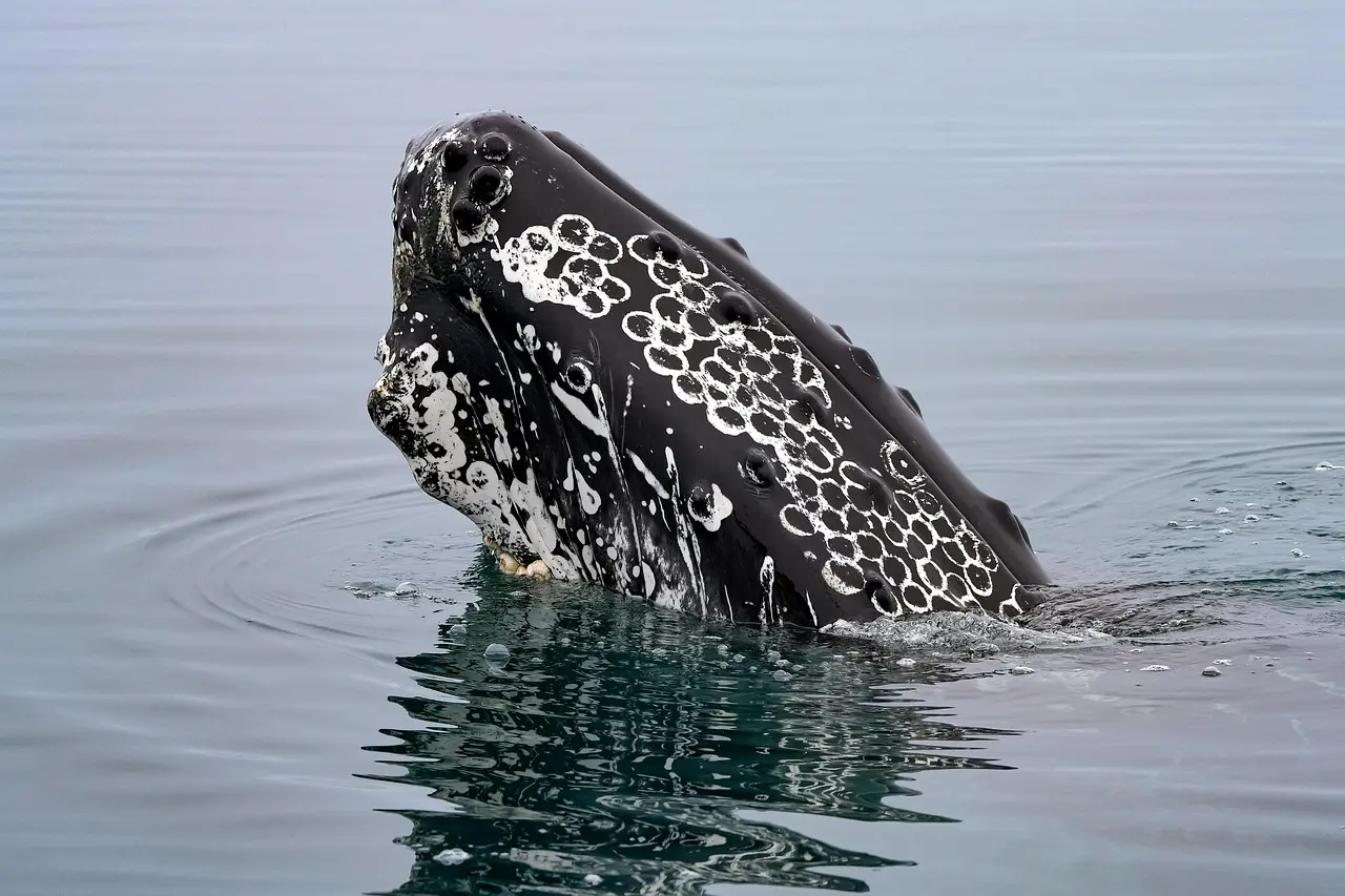 France: towards an unprecedented tax framework for governance tokens? - The Big Whale