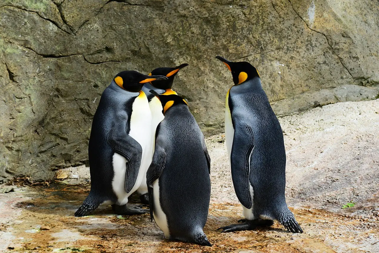 Pudgy Penguins-backed Ethereum L2 Abstract to shut down after losing ‘tens of millions’